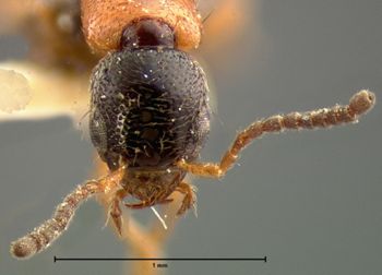 Media type: image;   Entomology 6284 Aspect: head dorsal view